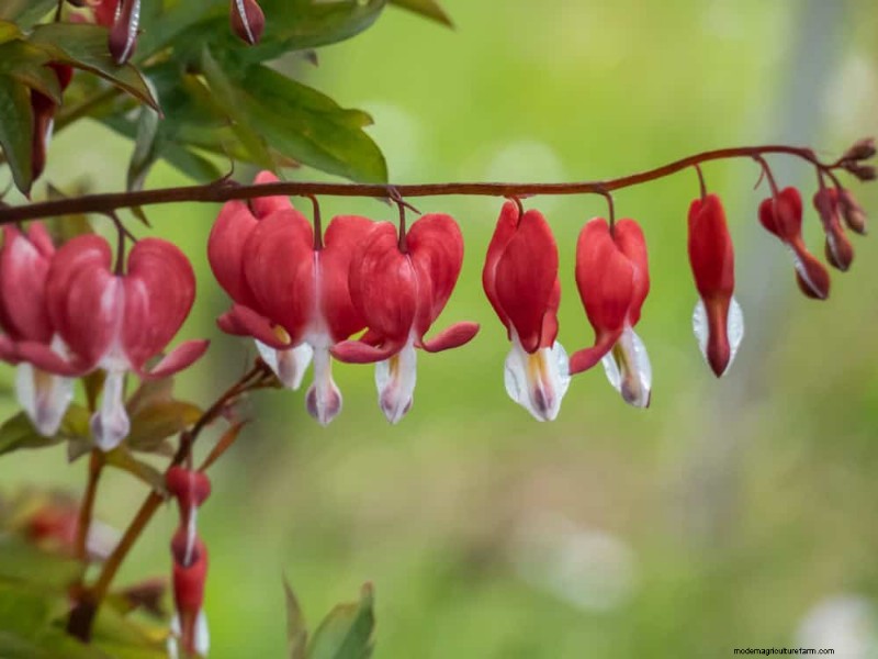 Creëer een sprookjestuin:19 betoverende cottage-tuinplanten 
