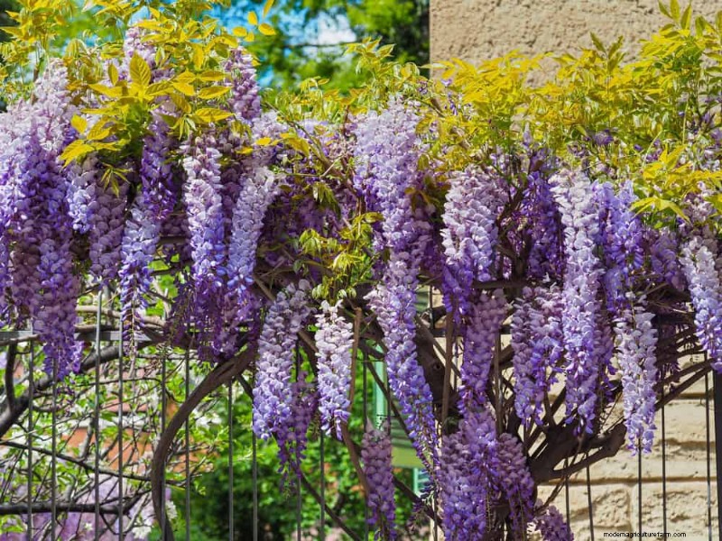Creëer een sprookjestuin:19 betoverende cottage-tuinplanten 