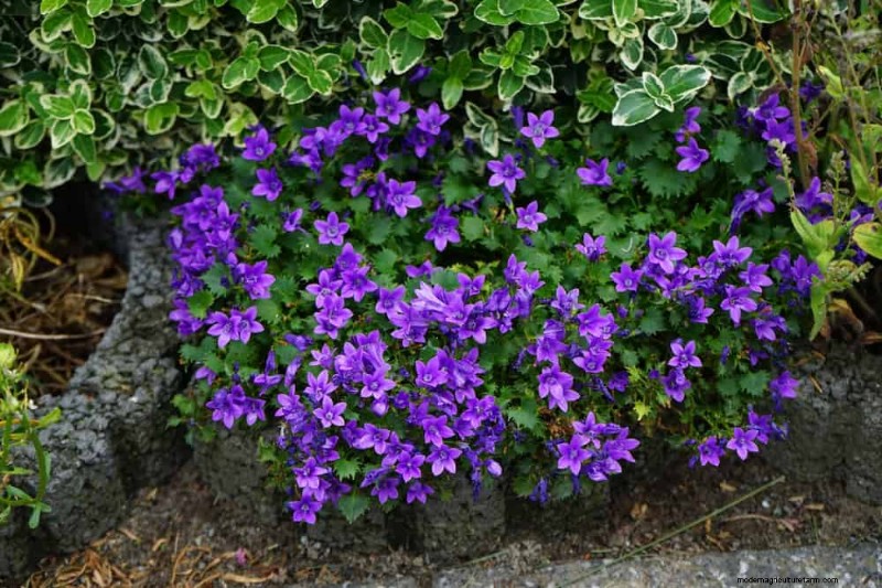 Creëer een sprookjestuin:19 betoverende cottage-tuinplanten 