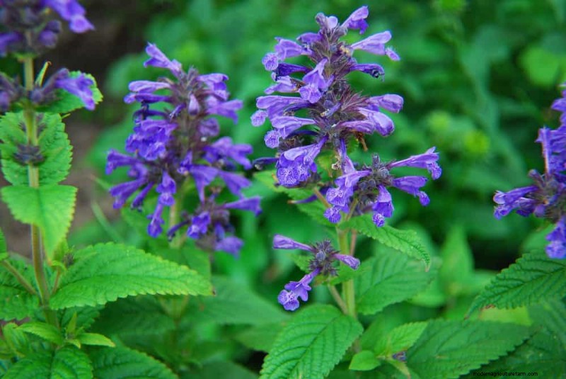 Creëer een sprookjestuin:19 betoverende cottage-tuinplanten 