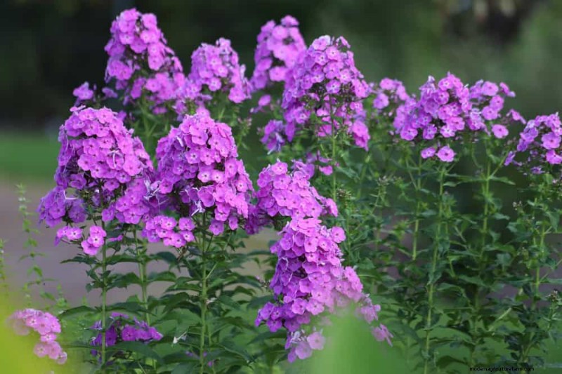 Creëer een sprookjestuin:19 betoverende cottage-tuinplanten 