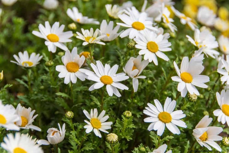Creëer een sprookjestuin:19 betoverende cottage-tuinplanten 