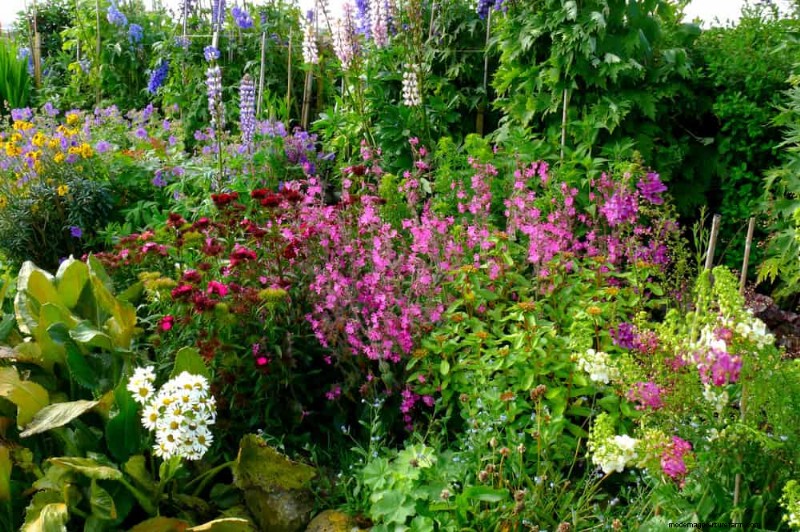 Creëer een sprookjestuin:19 betoverende cottage-tuinplanten 