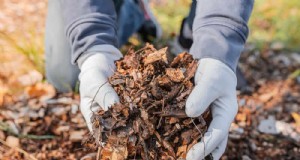 25 bewährte Möglichkeiten, Mulch für einen blühenden Garten zu verwenden 