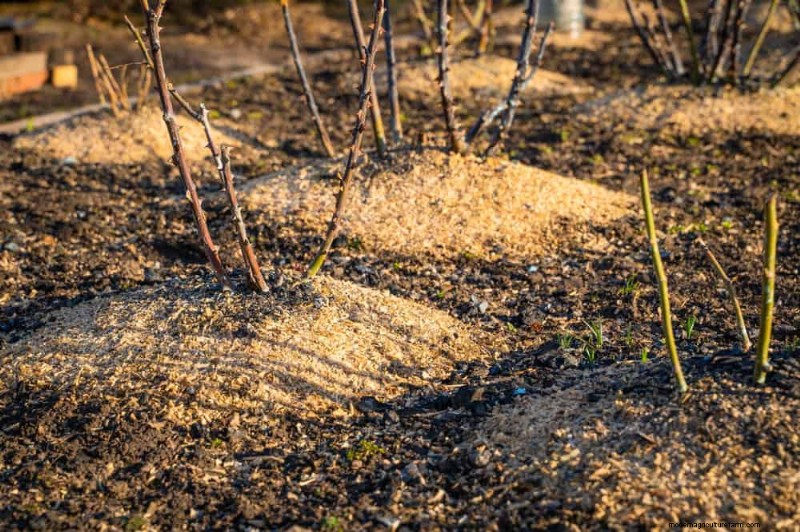 25 beprövade sätt att använda kompost för en blomstrande trädgård 