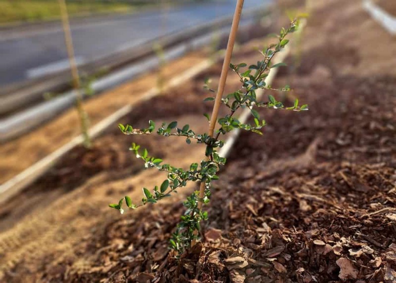 25 beprövade sätt att använda kompost för en blomstrande trädgård 