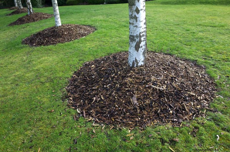 25 beprövade sätt att använda kompost för en blomstrande trädgård 