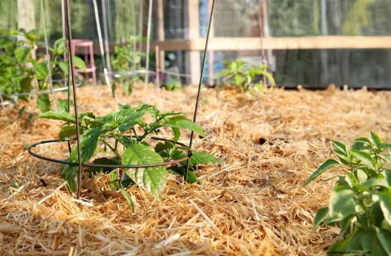 25 beprövade sätt att använda kompost för en blomstrande trädgård 
