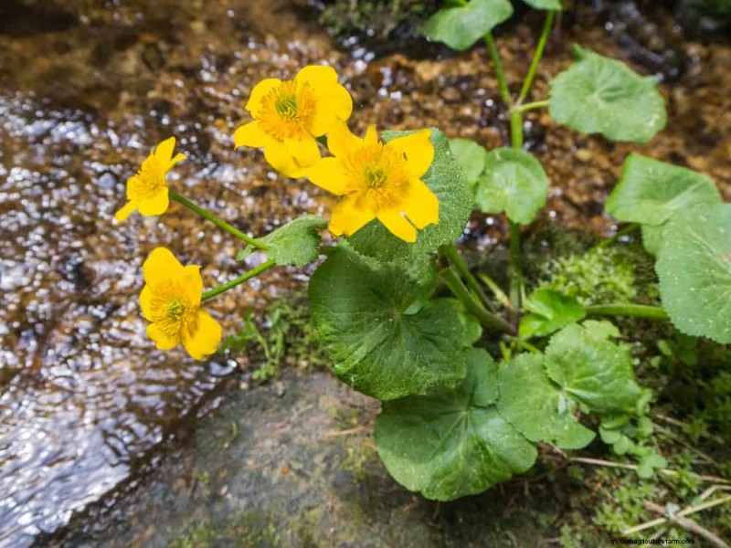 Verhindern Sie Überschwemmungen im Frühjahr:24 intelligente Gartenentwässerungslösungen 
