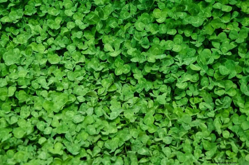 Verhindern Sie Überschwemmungen im Frühjahr:24 intelligente Gartenentwässerungslösungen 