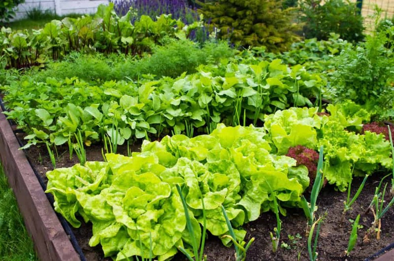 早春の植え付けに最適な成長の早い植物25選 