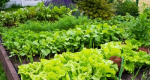 25 beste snelgroeiende planten voor planten in het vroege voorjaar 