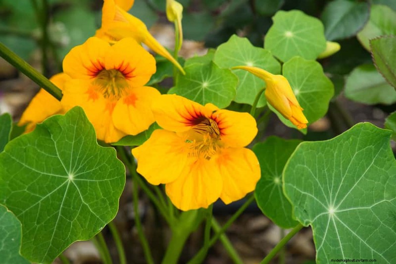 早春の植え付けに最適な成長の早い植物25選 