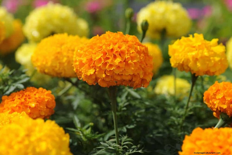 早春の植え付けに最適な成長の早い植物25選 