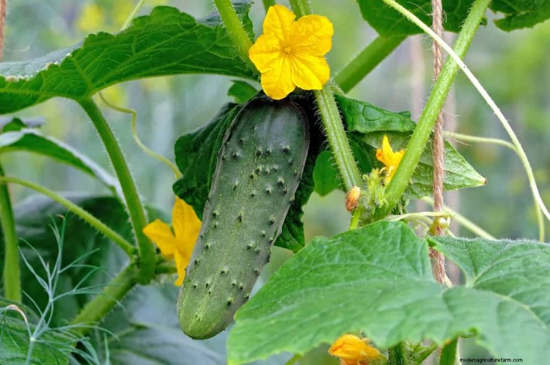 早春の植え付けに最適な成長の早い植物25選 