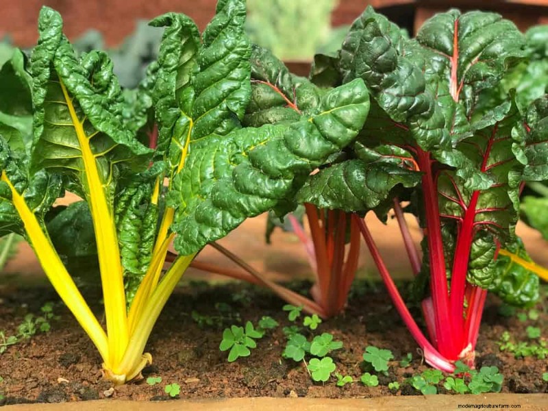 早春の植え付けに最適な成長の早い植物25選 