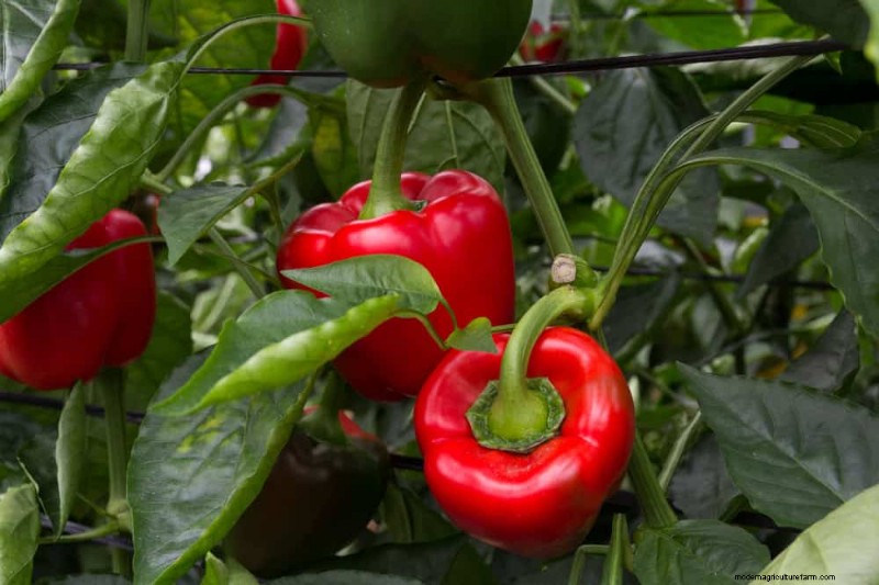 早春の植え付けに最適な成長の早い植物25選 