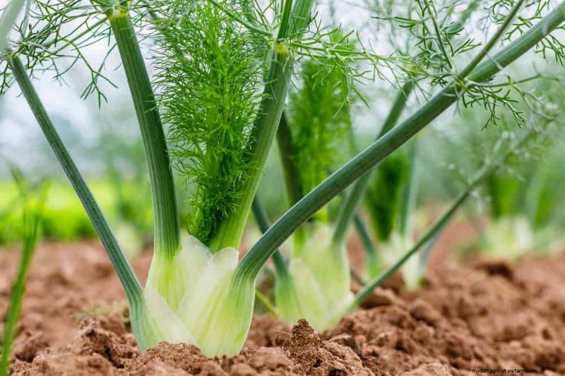早春の植え付けに最適な成長の早い植物25選 