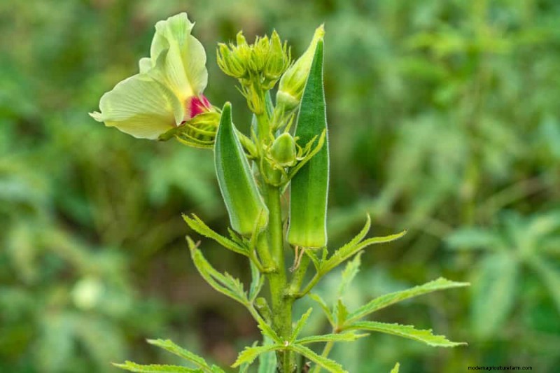 早春の植え付けに最適な成長の早い植物25選 