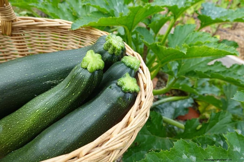 早春の植え付けに最適な成長の早い植物25選 