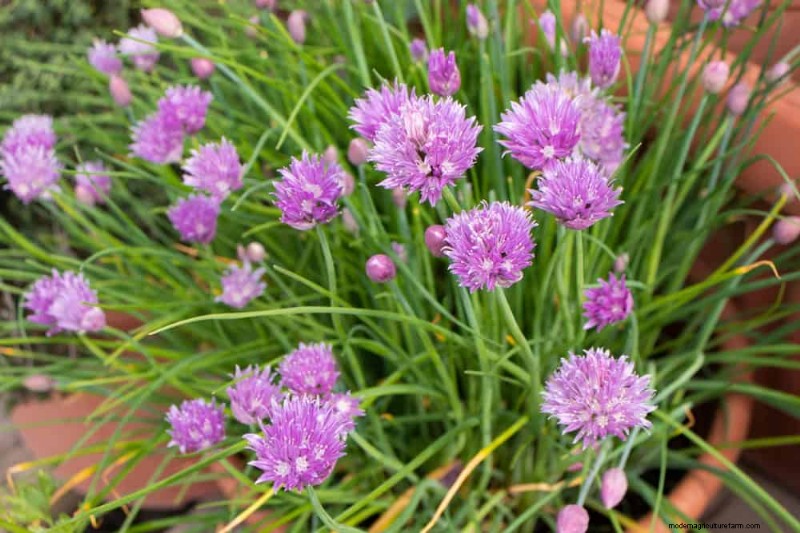 早春の植え付けに最適な成長の早い植物25選 