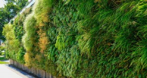 23 idee naturali per la privacy del cortile per migliorare il tuo paesaggio 