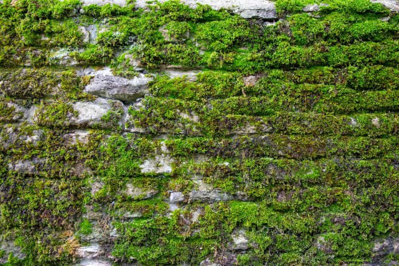 23 natürliche Ideen für die Privatsphäre im Hinterhof, um Ihre Landschaft zu verbessern 