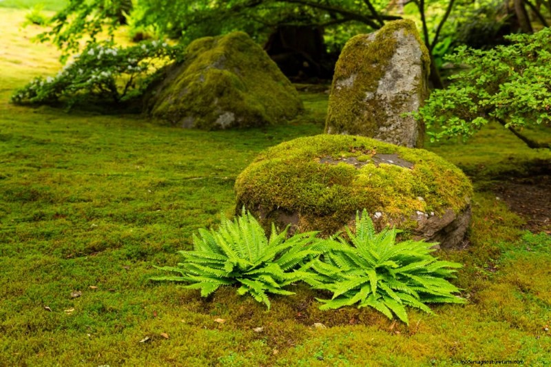 Zen-Garten-Ideen:Schaffen Sie diesen Frühling einen ruhigen Rückzugsort im Freien 
