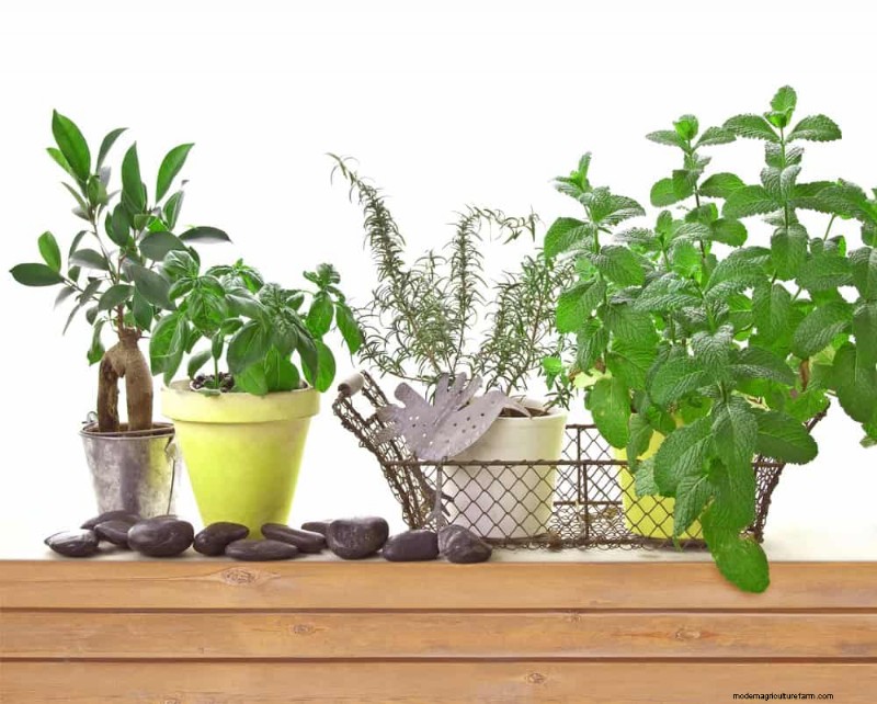 Zen-Garten-Ideen:Schaffen Sie diesen Frühling einen ruhigen Rückzugsort im Freien 