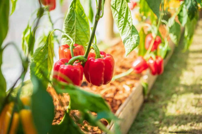 Piantagione all inizio della primavera:26 semi migliori per iniziare in vantaggio 