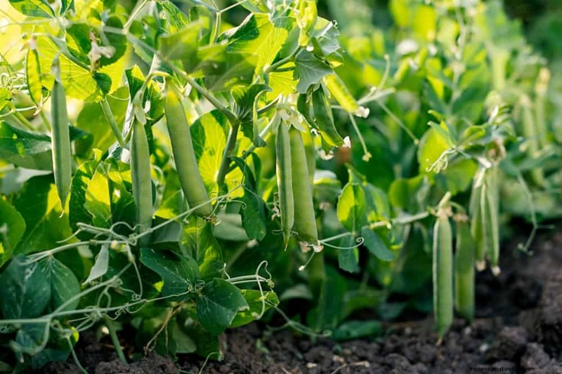 Piantagione all inizio della primavera:26 semi migliori per iniziare in vantaggio 