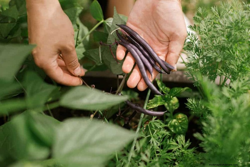Piantagione all inizio della primavera:26 semi migliori per iniziare in vantaggio 