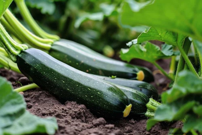 Piantagione all inizio della primavera:26 semi migliori per iniziare in vantaggio 