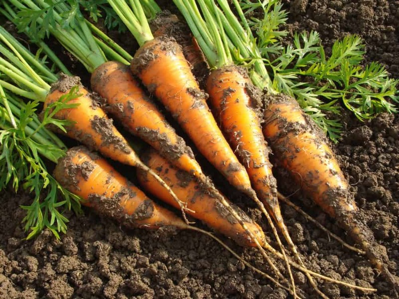 Piantagione all inizio della primavera:26 semi migliori per iniziare in vantaggio 