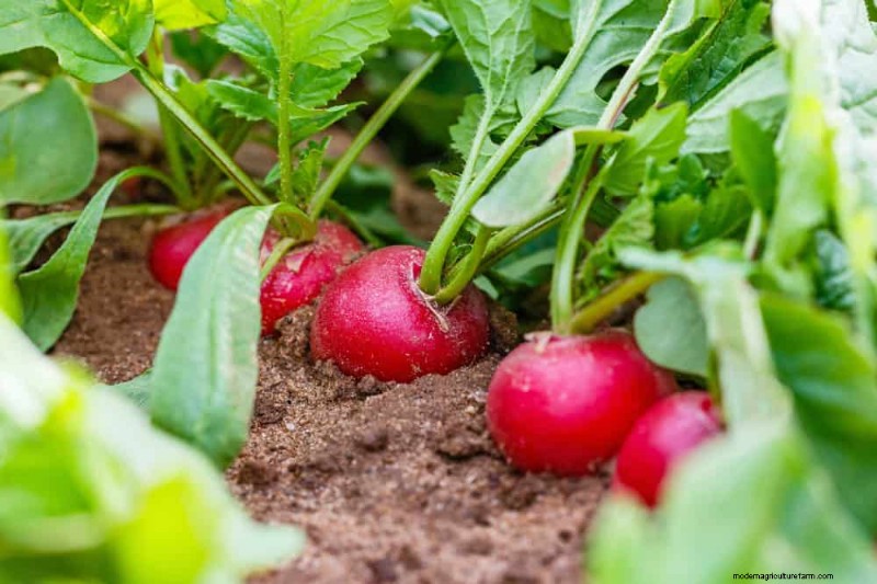 Piantagione all inizio della primavera:26 semi migliori per iniziare in vantaggio 