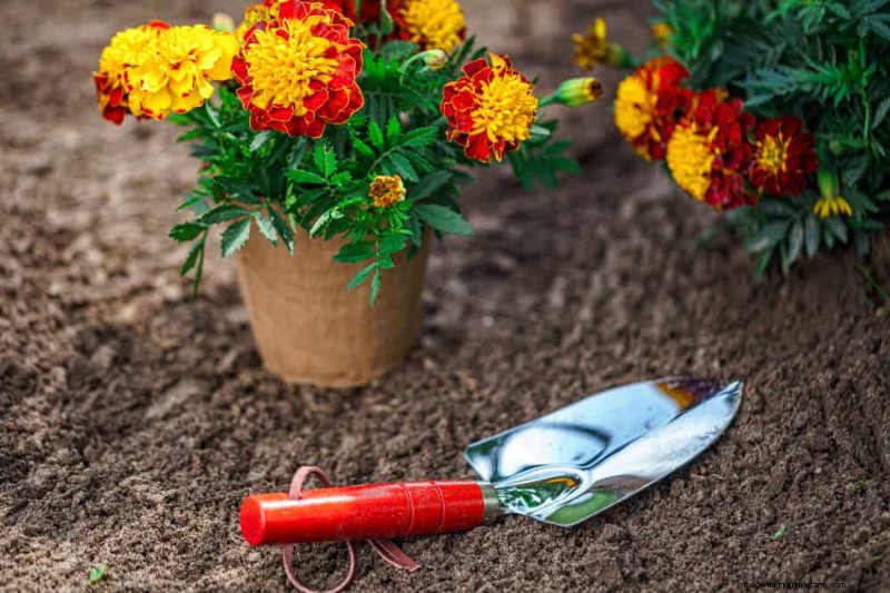 Piantagione all inizio della primavera:26 semi migliori per iniziare in vantaggio 