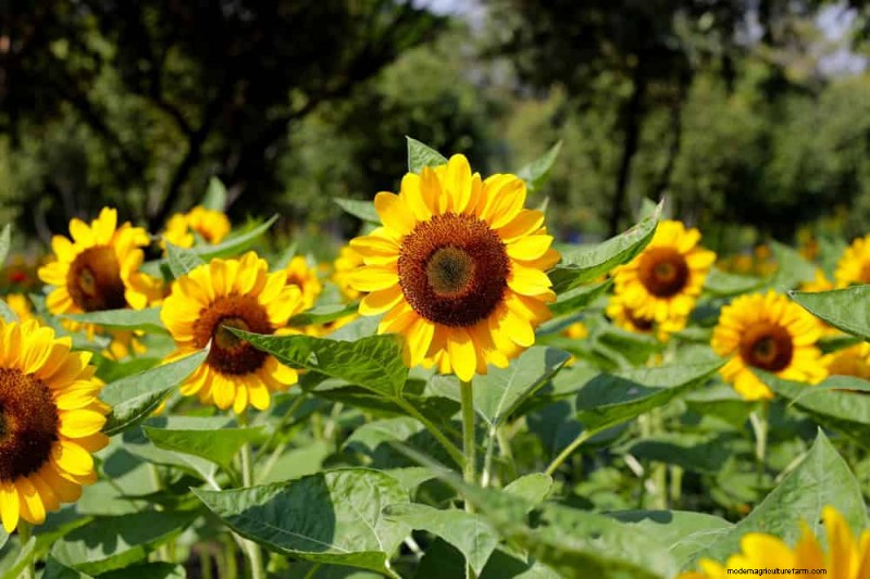 Piantagione all inizio della primavera:26 semi migliori per iniziare in vantaggio 