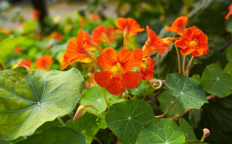 Piantagione all inizio della primavera:26 semi migliori per iniziare in vantaggio 