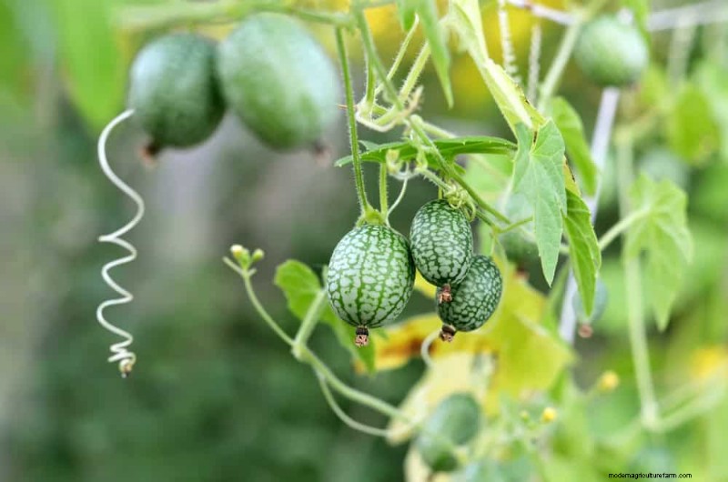 Piantagione all inizio della primavera:26 semi migliori per iniziare in vantaggio 