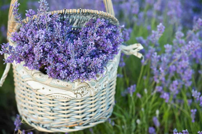 Piantagione all inizio della primavera:26 semi migliori per iniziare in vantaggio 