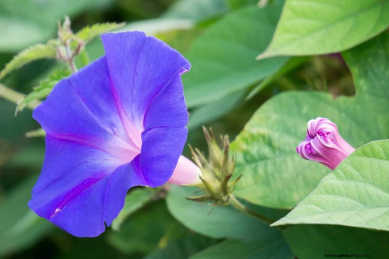 Piantagione all inizio della primavera:26 semi migliori per iniziare in vantaggio 