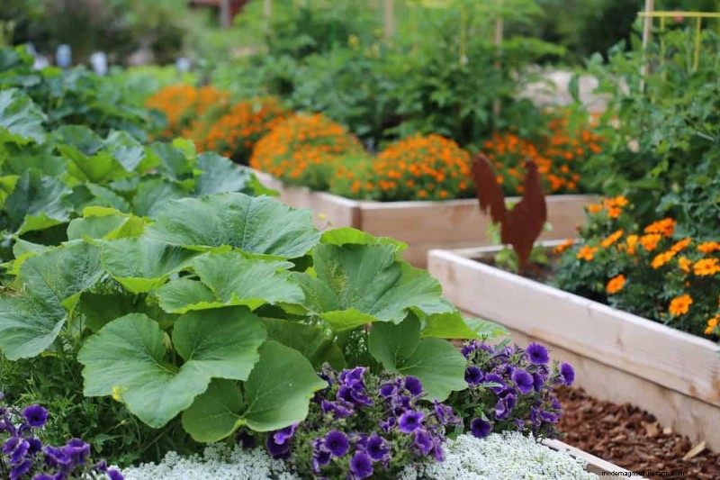 Piantagione all inizio della primavera:26 semi migliori per iniziare in vantaggio 