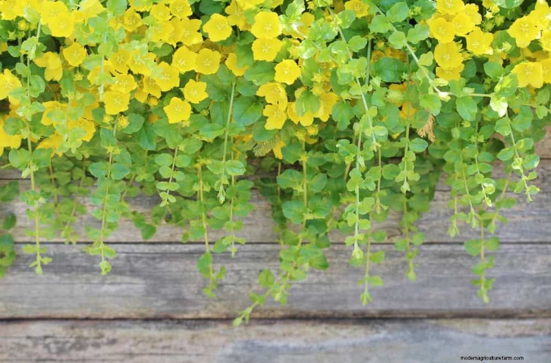 Le 22 migliori piante tappezzanti per un bellissimo giardino primaverile 