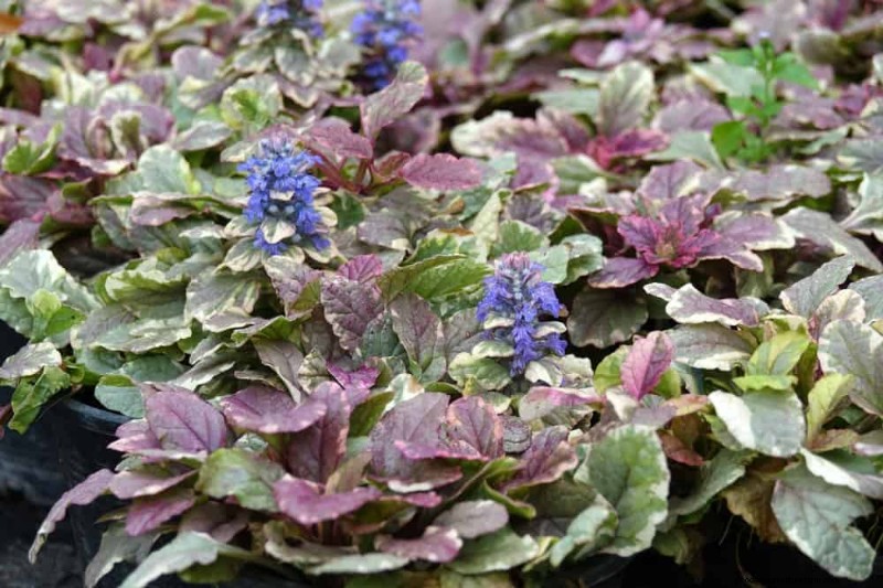 Le 22 migliori piante tappezzanti per un bellissimo giardino primaverile 