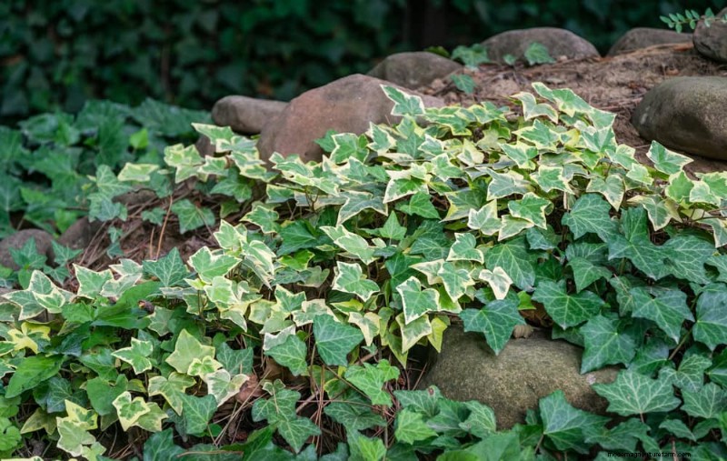Le 22 migliori piante tappezzanti per un bellissimo giardino primaverile 