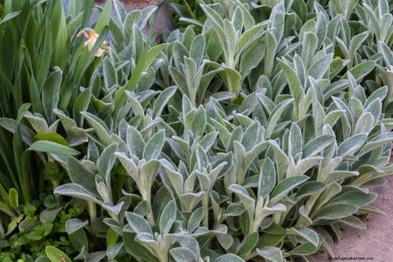 Le 22 migliori piante tappezzanti per un bellissimo giardino primaverile 