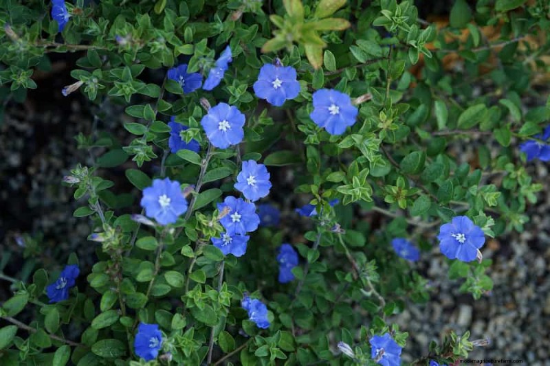 Le 22 migliori piante tappezzanti per un bellissimo giardino primaverile 