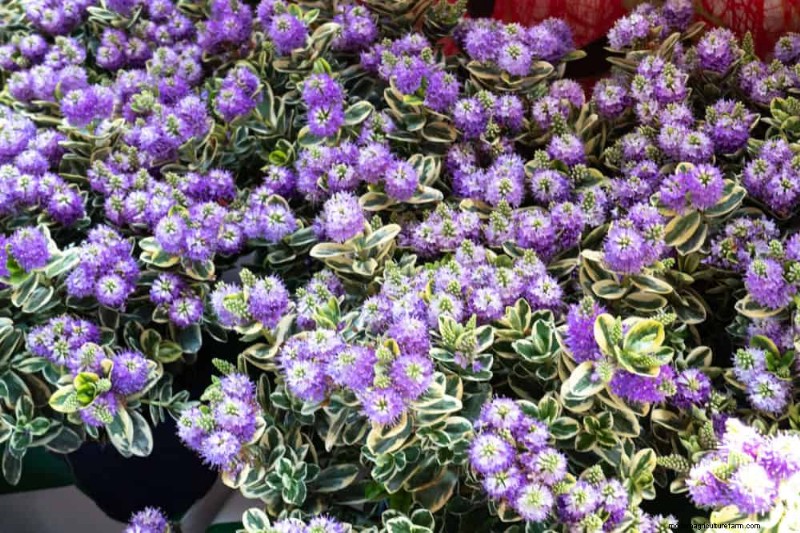 Le 22 migliori piante tappezzanti per un bellissimo giardino primaverile 