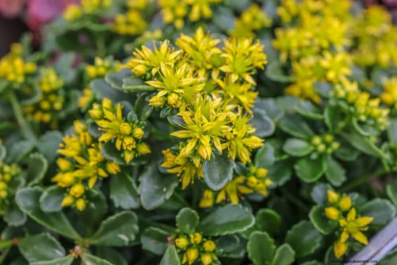 Le 22 migliori piante tappezzanti per un bellissimo giardino primaverile 