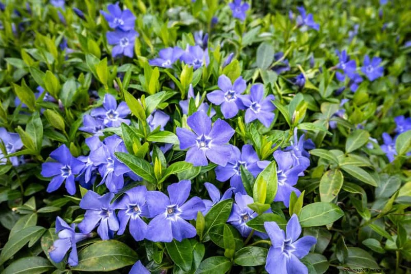 Le 22 migliori piante tappezzanti per un bellissimo giardino primaverile 
